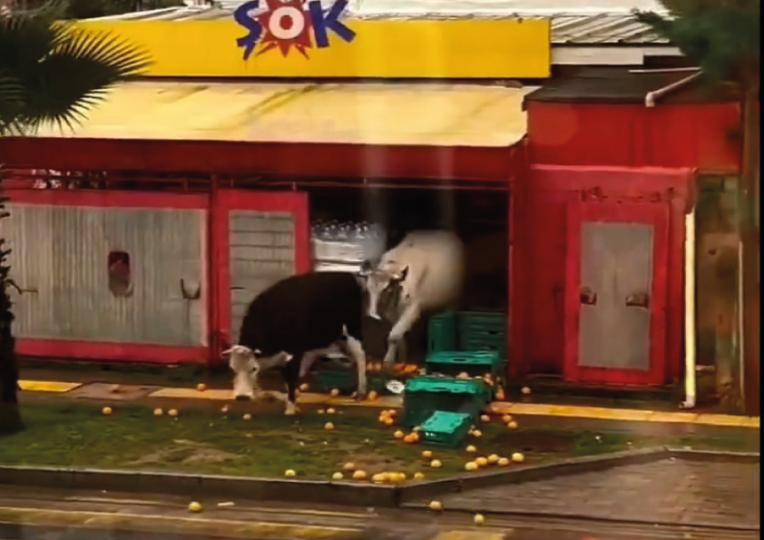 Çalışan görevli Şok oldu paspasla kovaladı..
Şile’de iki inek, bir mahallede