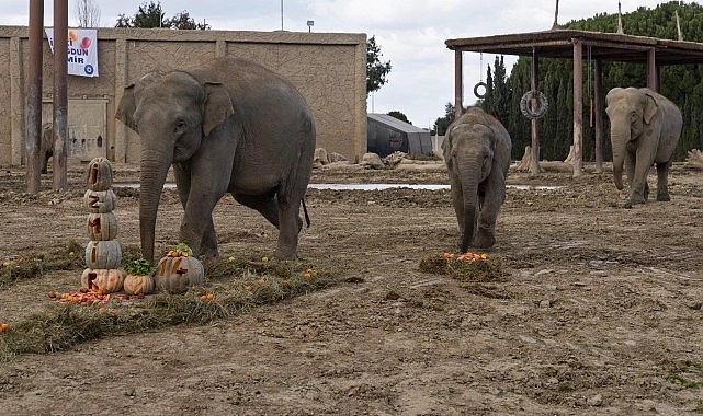 İzmir Doğal Yaşam Parkı, bir kez daha heyecan dolu anlara