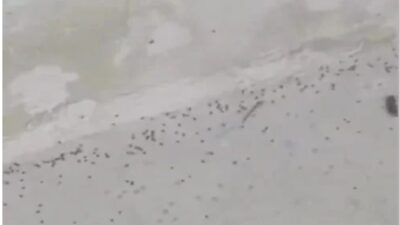 Yaz mevsimiyle birlikte doğanın canlanması, bir tehlikeyi de beraberinde getirdi.