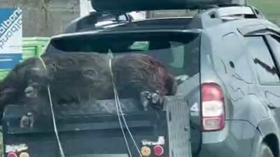 İstanbul'un Arnavutköy ilçesinde ölü domuzun bir aracın arkasına halatla bağlanarak taşınması cep